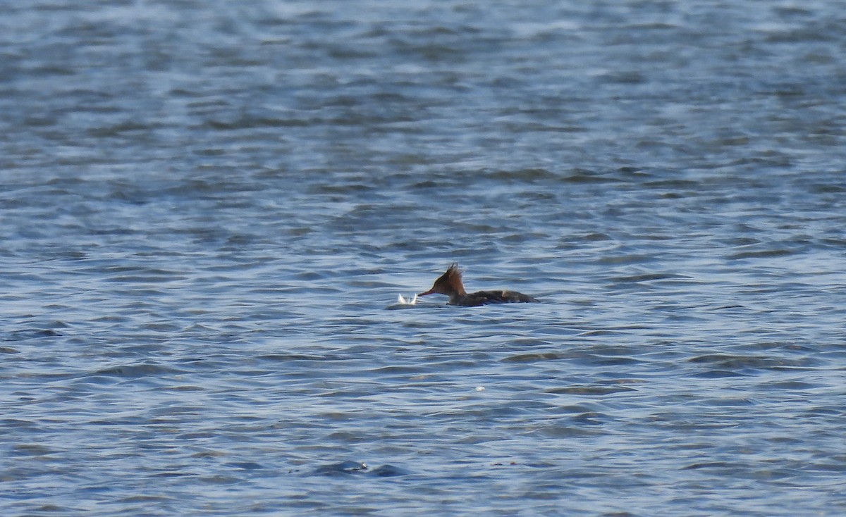 Red-breasted Merganser - ML610715485