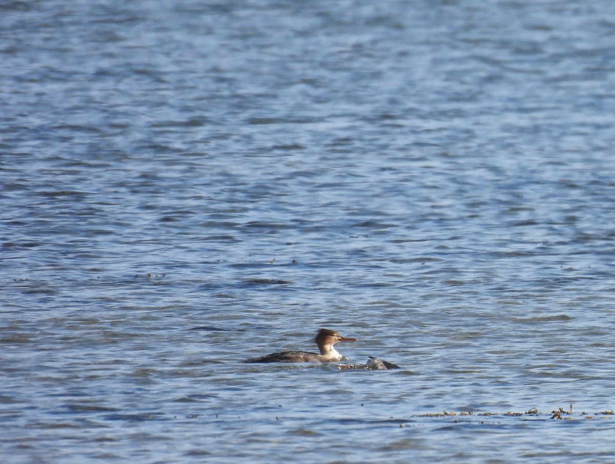 Red-breasted Merganser - ML610715486