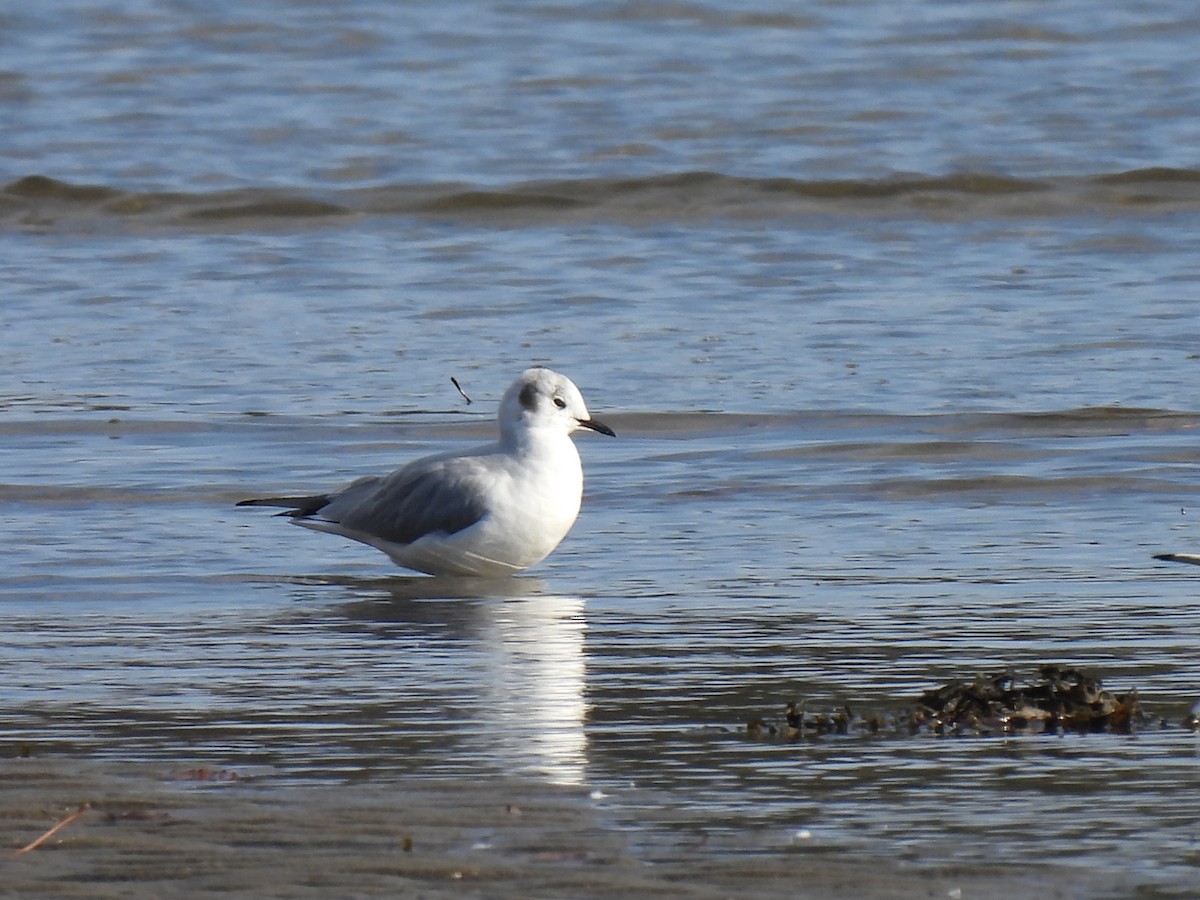 Bonaparte's Gull - ML610715501