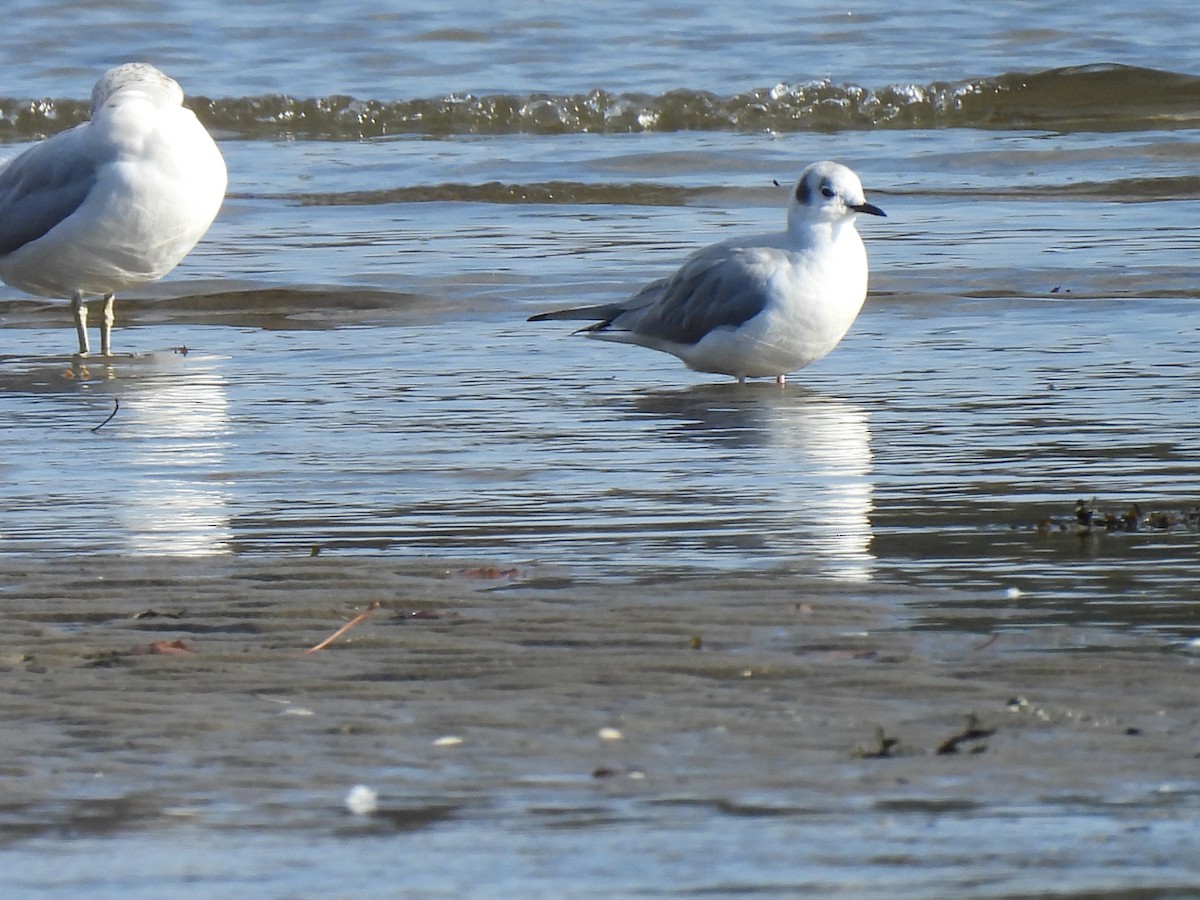 Bonaparte's Gull - ML610715502