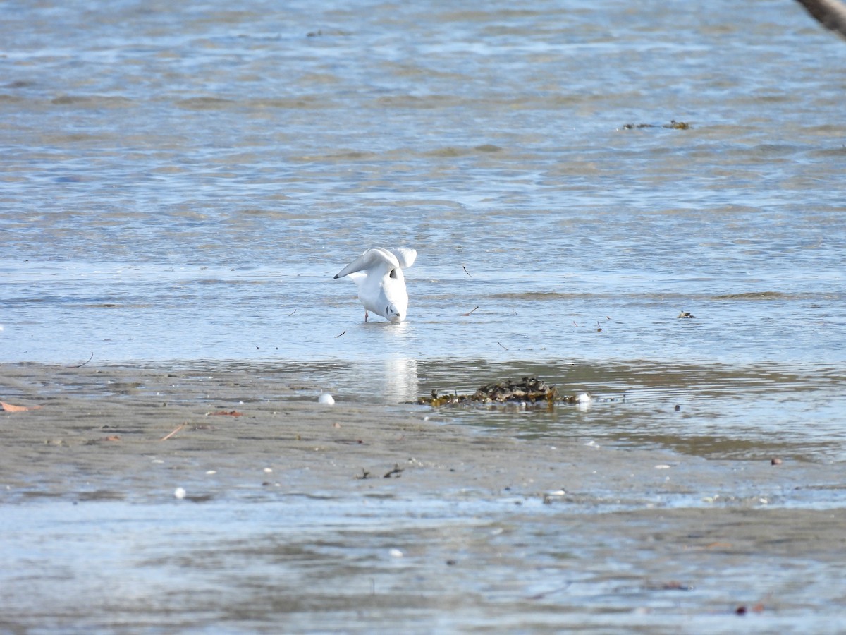 Bonaparte's Gull - ML610715503