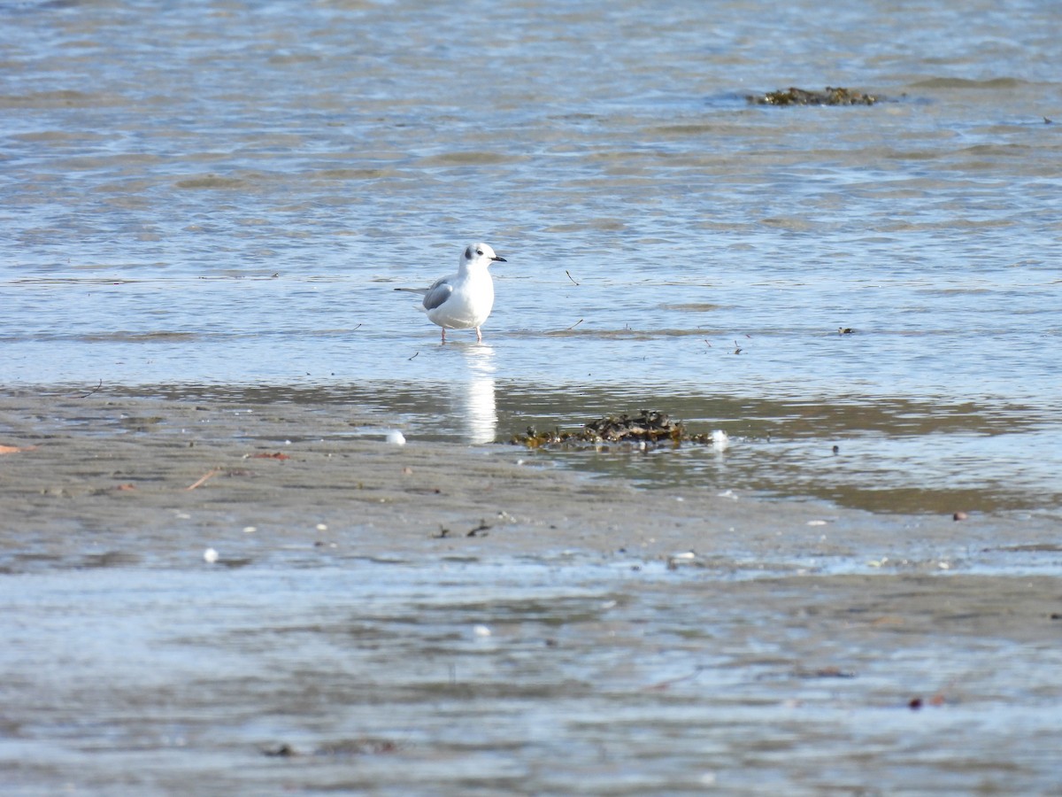 Bonaparte's Gull - ML610715504