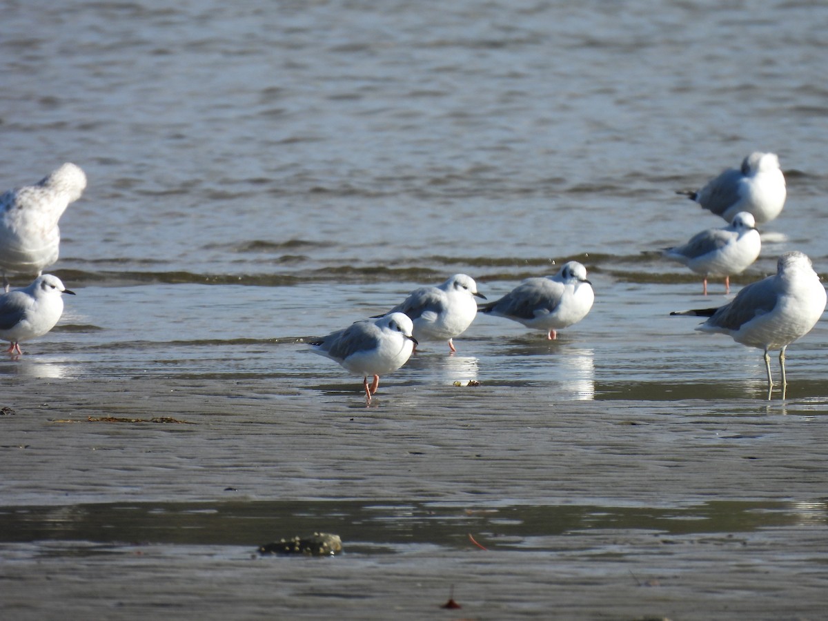Bonaparte's Gull - ML610715505