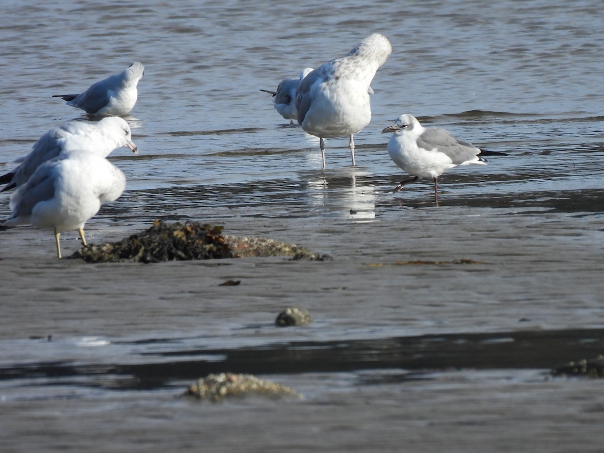 Laughing Gull - ML610715532