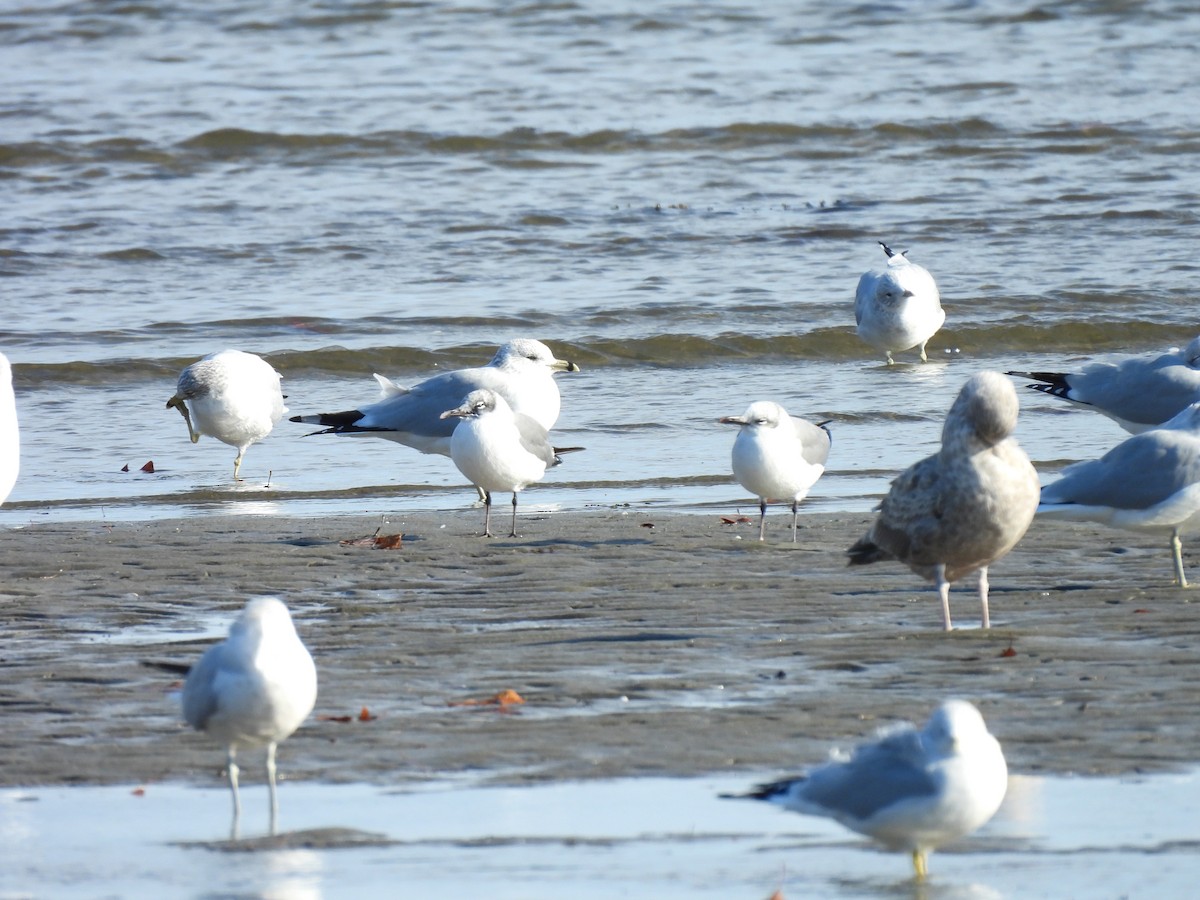 Laughing Gull - ML610715533