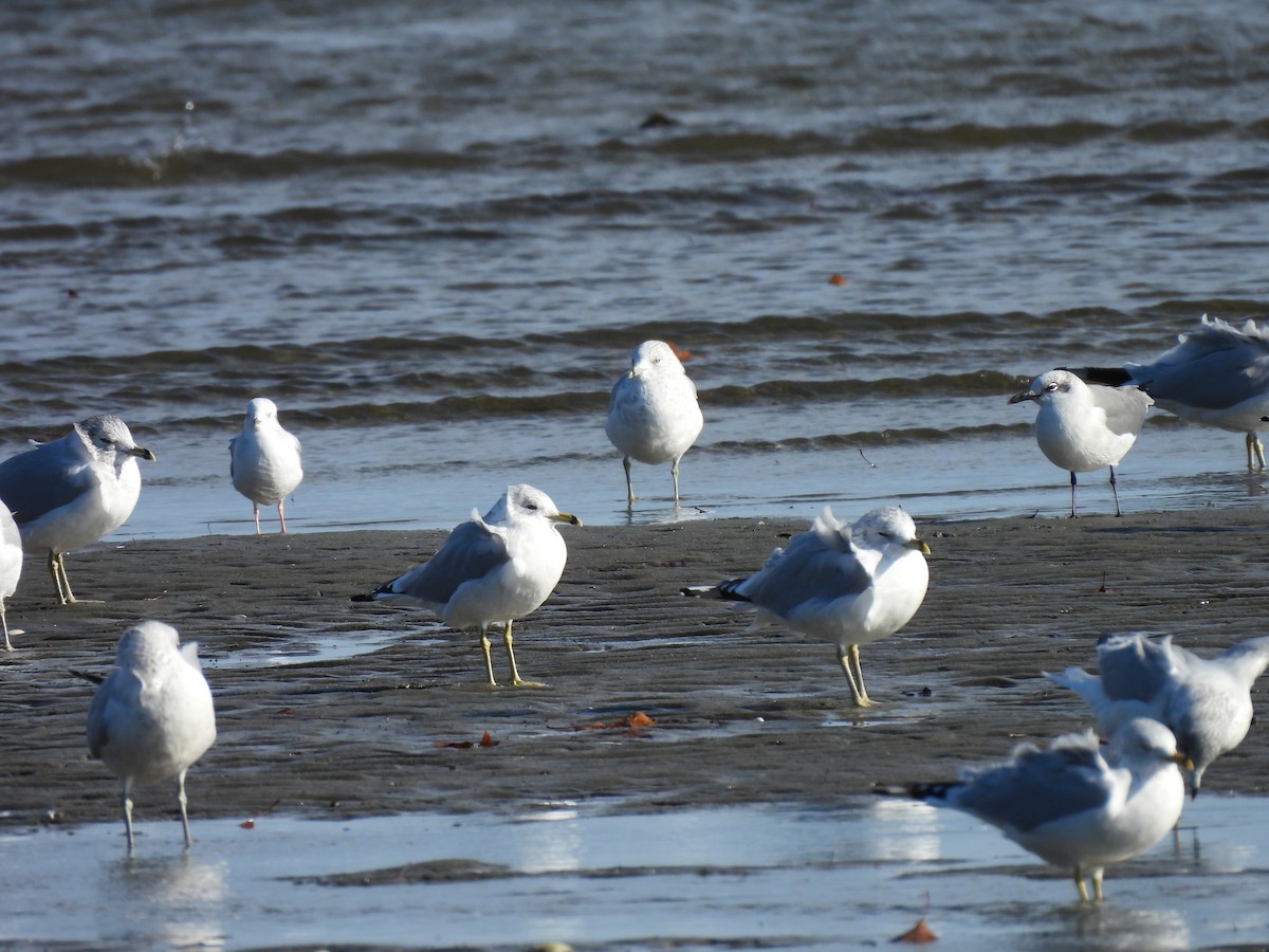 Laughing Gull - ML610715535