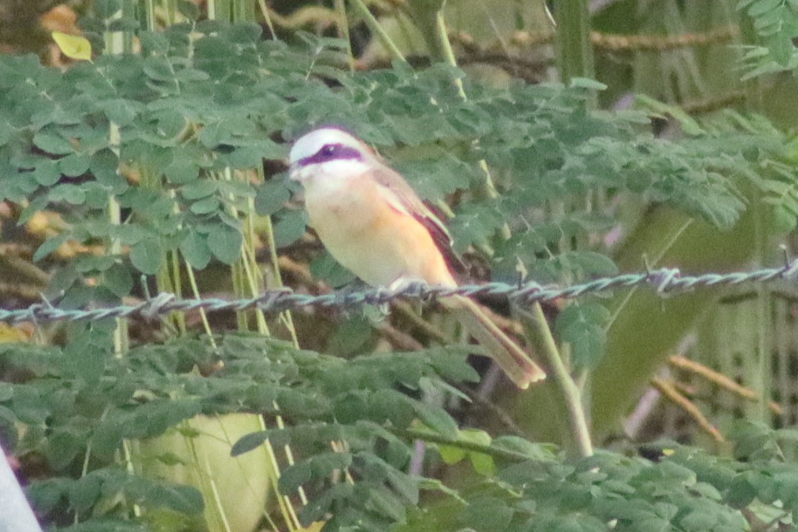 Brown Shrike (Philippine) - ML610715541