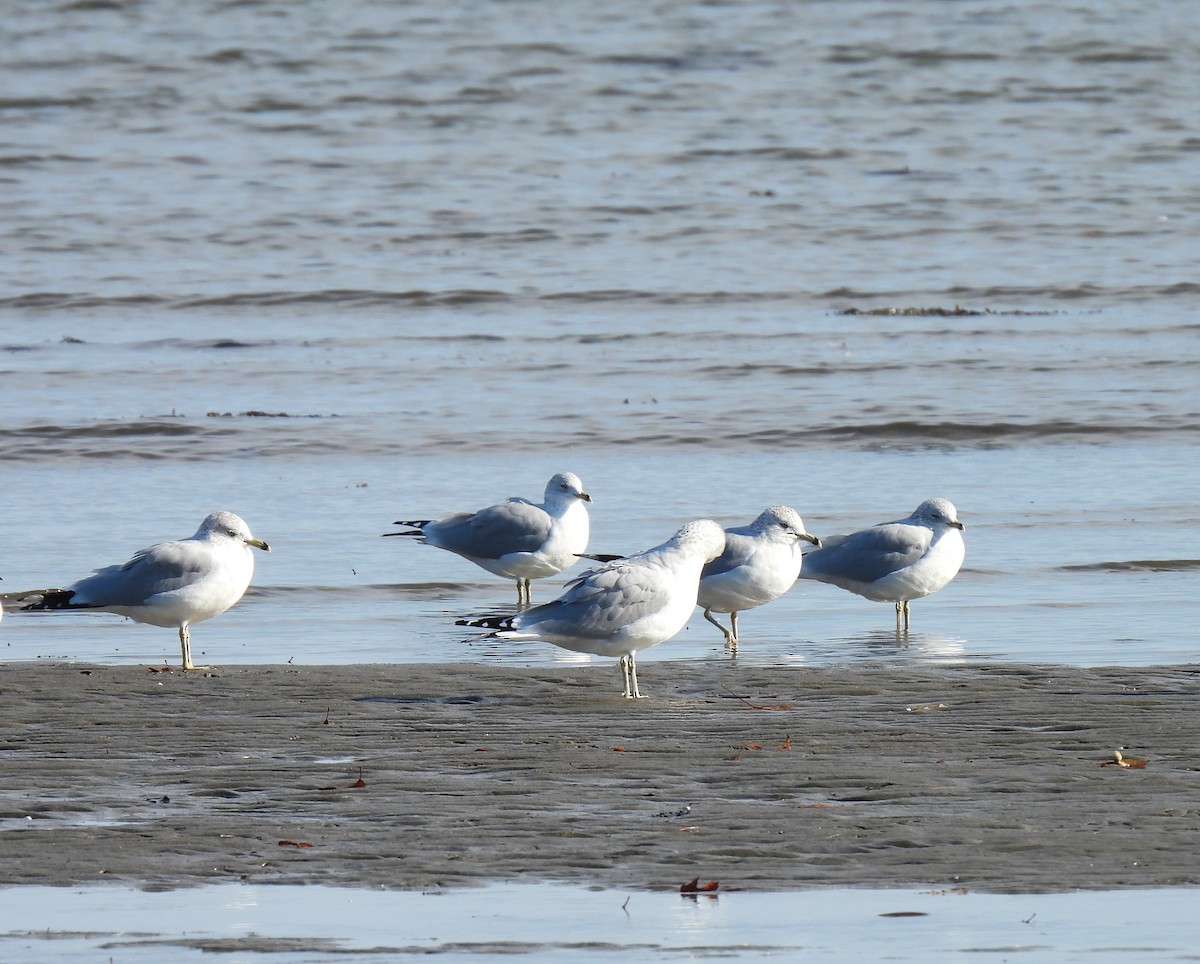 Ring-billed Gull - ML610715545