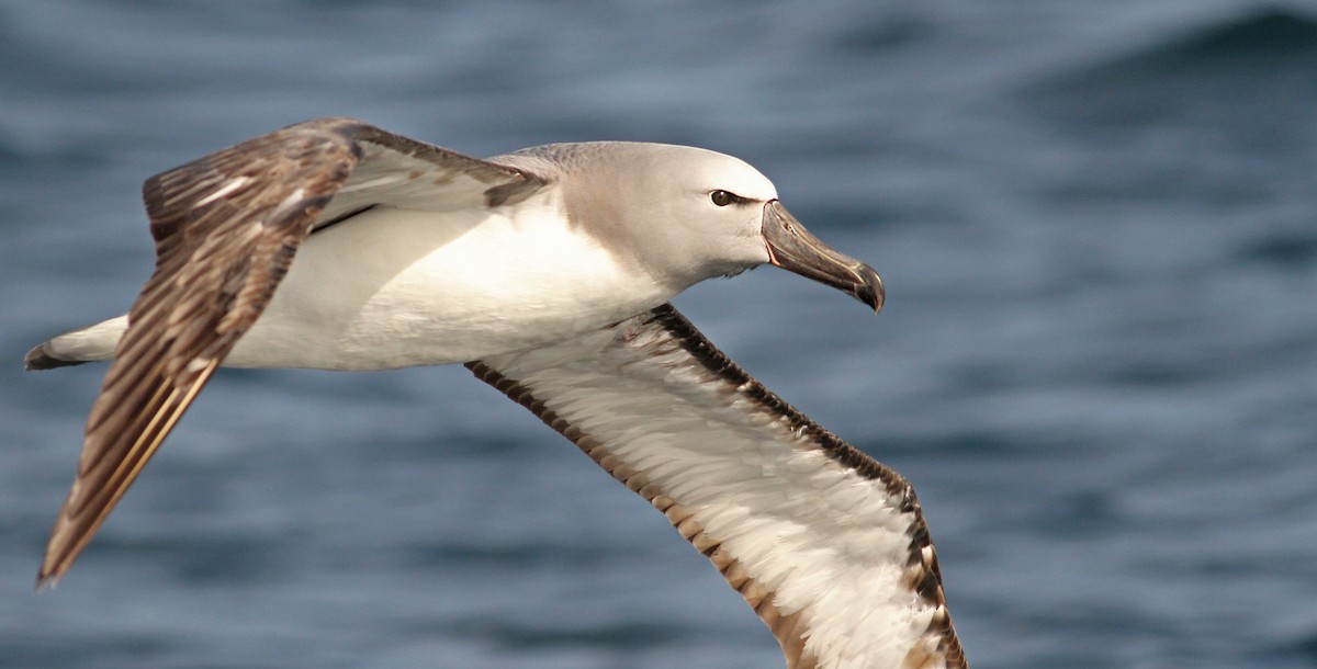 Salvin's Albatross - Luke Seitz