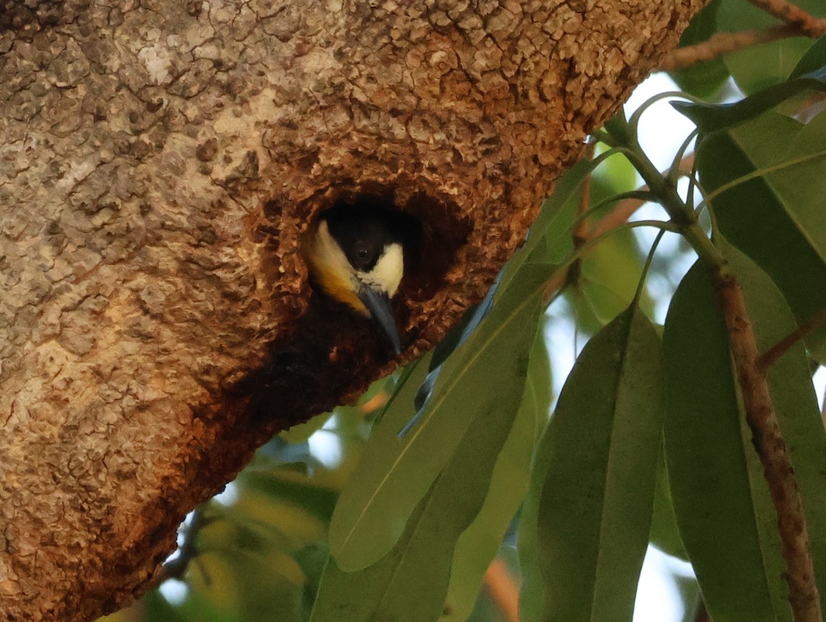 White-fronted Woodpecker - ML610715647