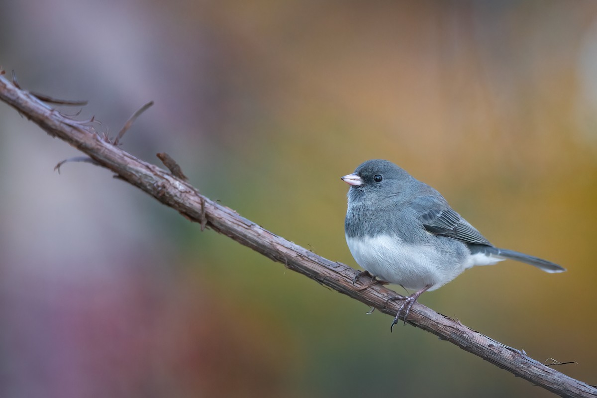 Dark-eyed Junco - ML610715703