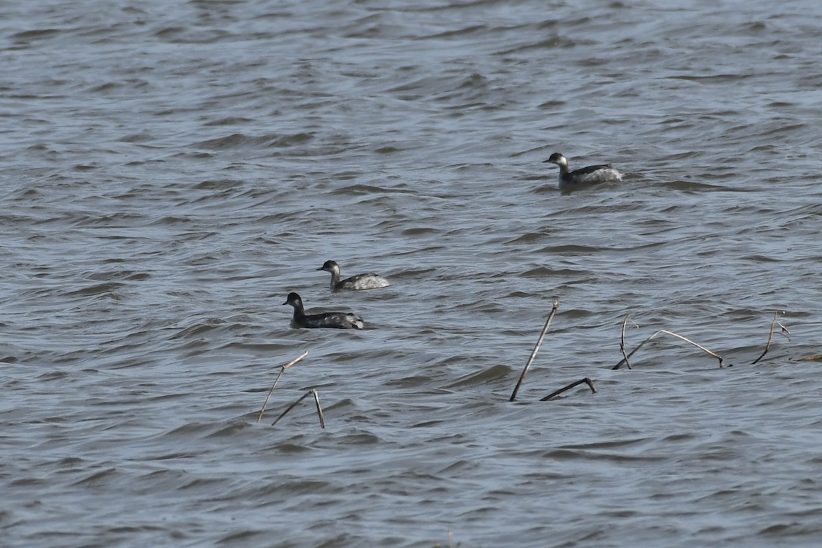 黑頸鸊鷉 - ML610715866