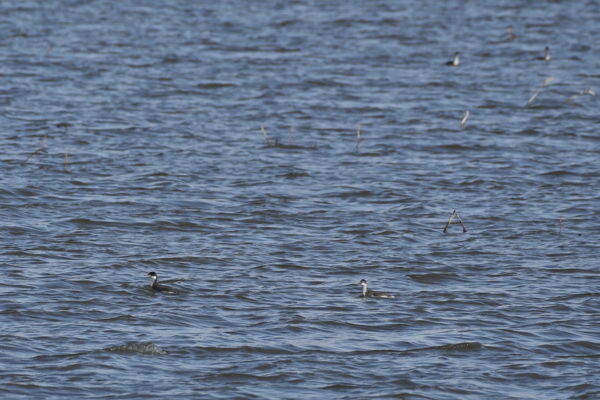 Eared Grebe - ML610715867