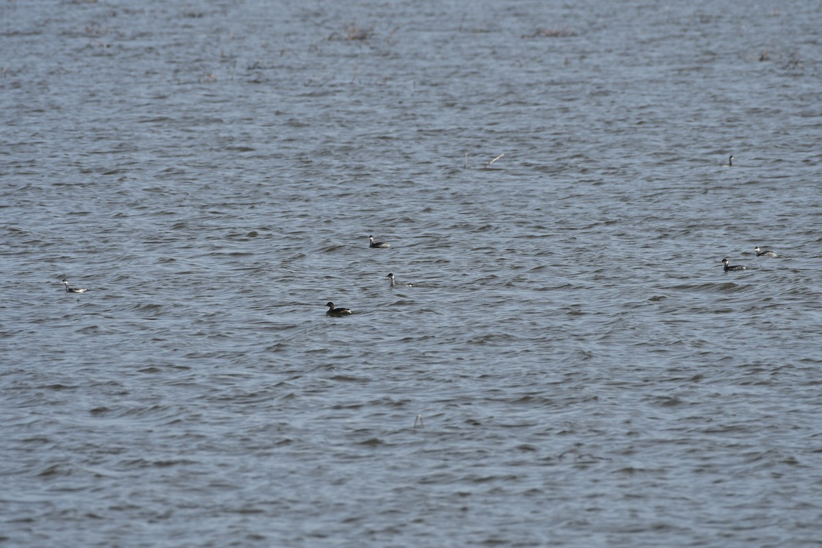 Eared Grebe - Kent Kleman