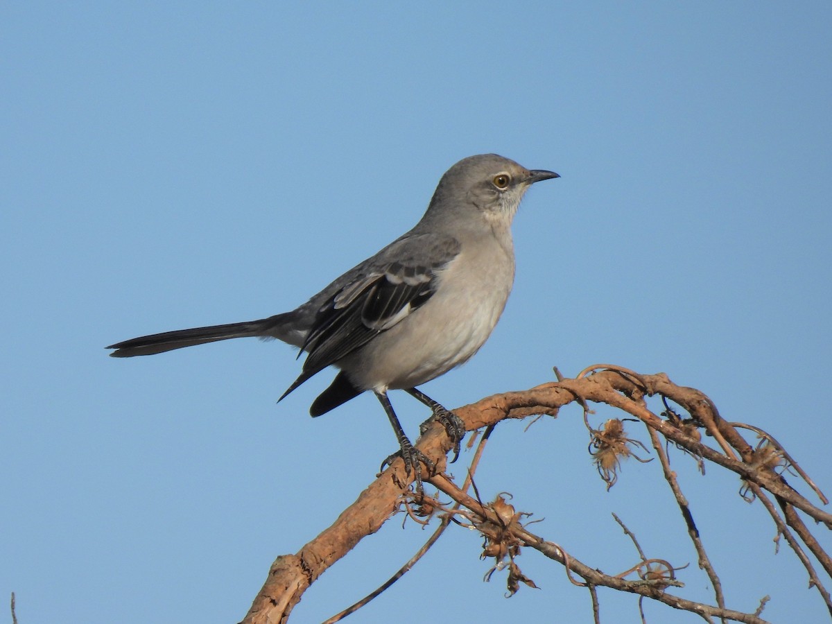 Northern Mockingbird - ML610715903