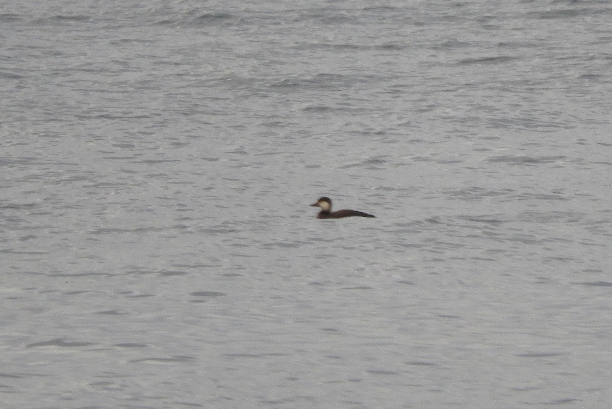 Black Scoter - Kai Sheffield