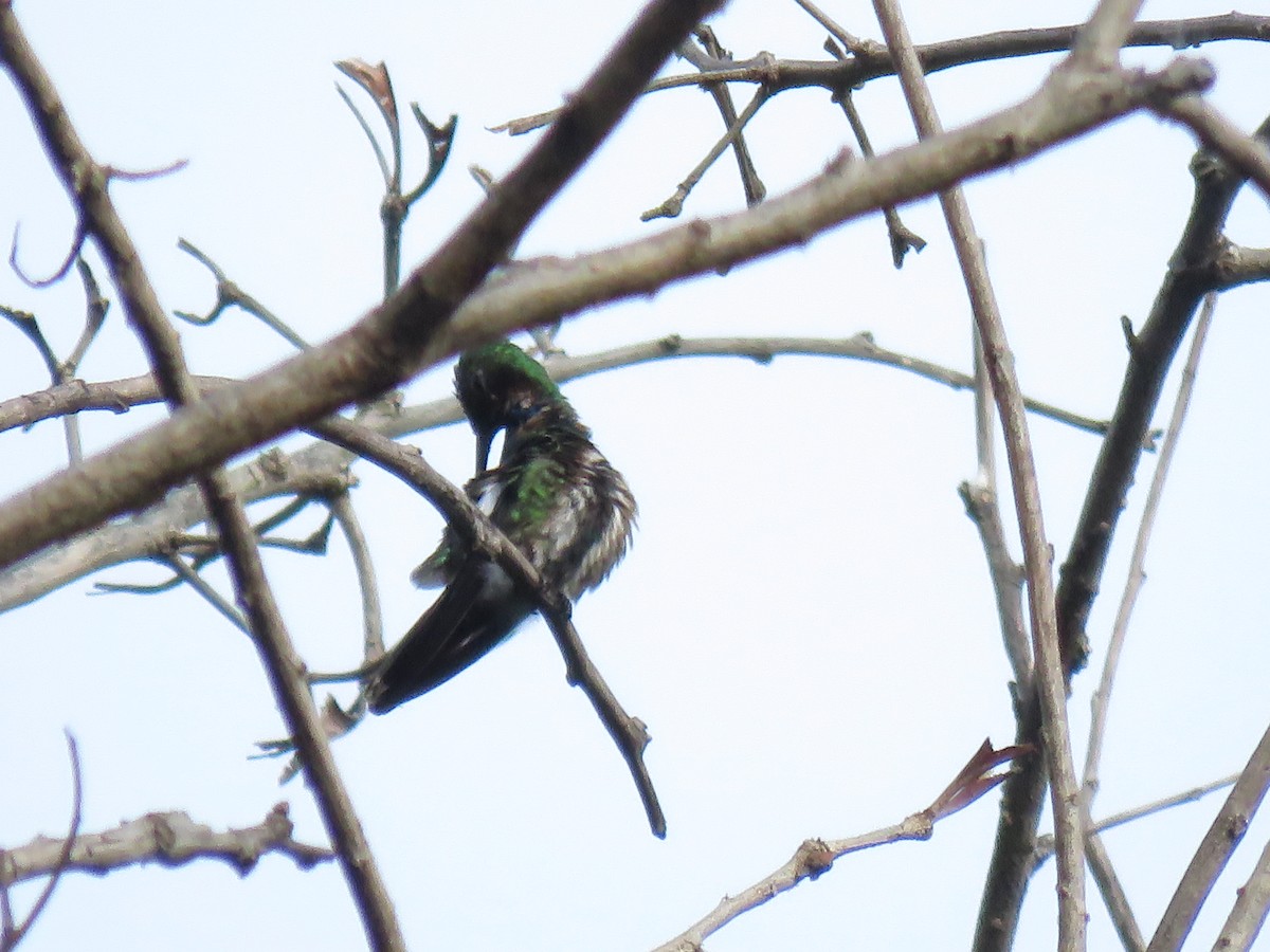 Green-breasted Mango - ML610715997