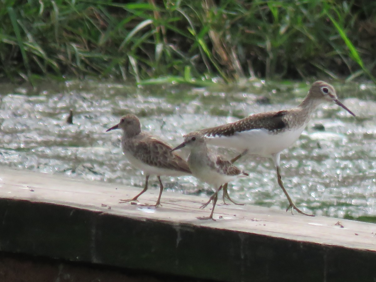 Least Sandpiper - Paul Stufkens