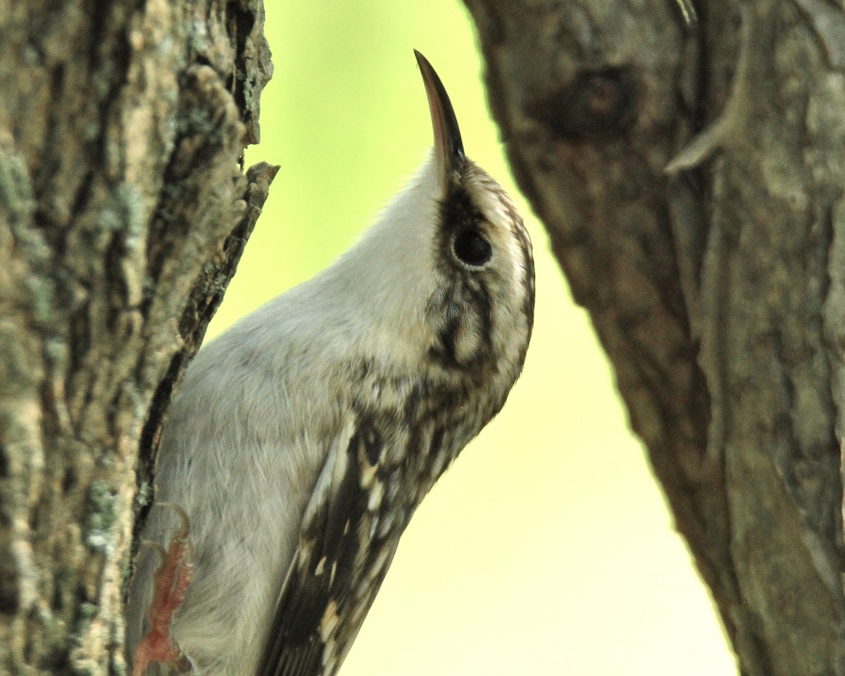 Brown Creeper - Evan Knudsen