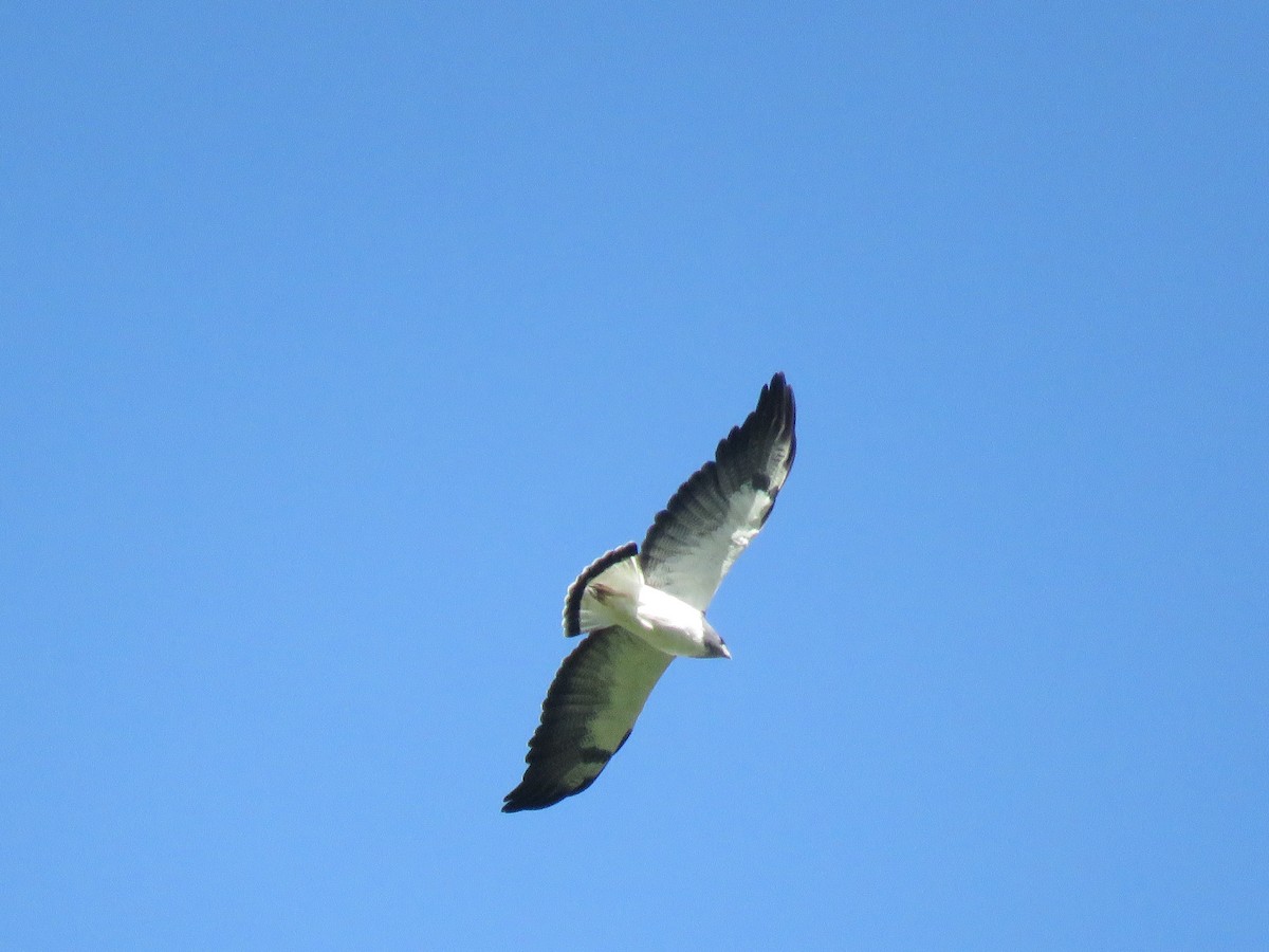 White-tailed Hawk - ML610716061