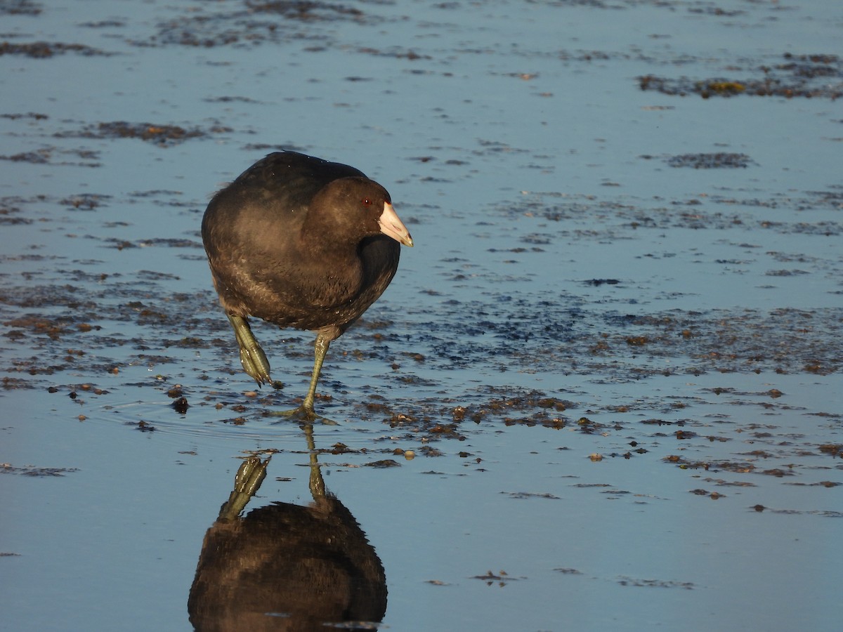 American Coot - ML610716078