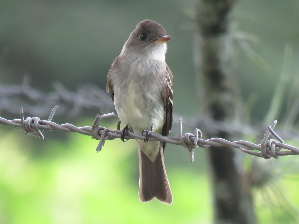 Eastern Wood-Pewee - ML610716089