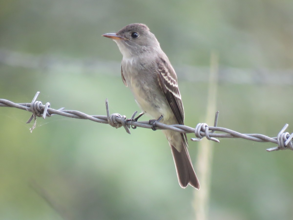 Eastern Wood-Pewee - ML610716090