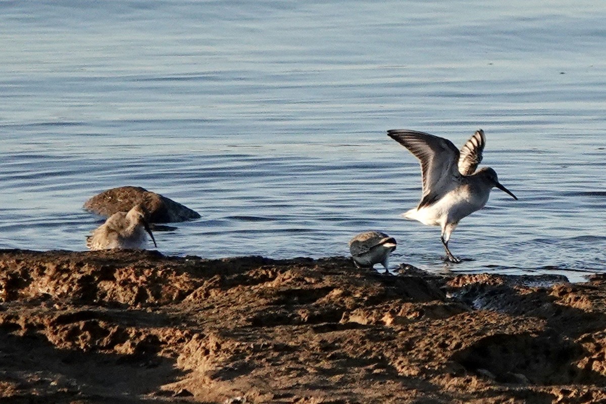Dunlin - ML610716156