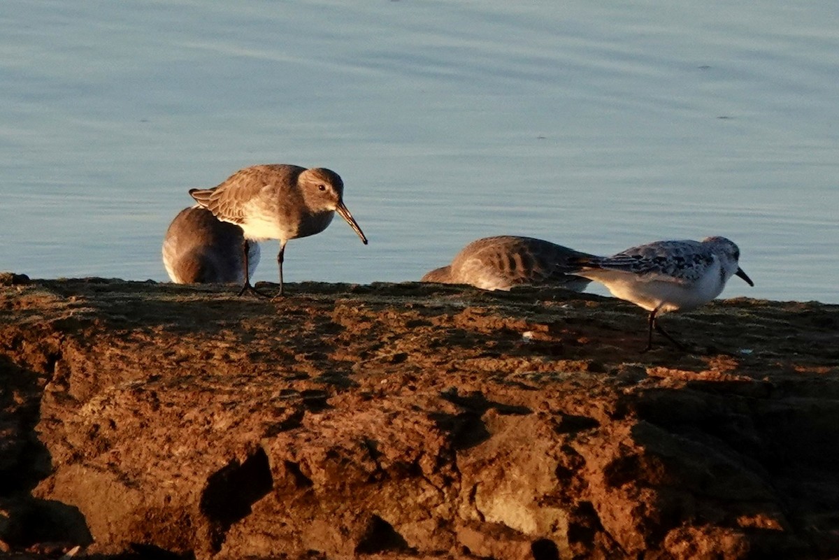 Dunlin - ML610716157