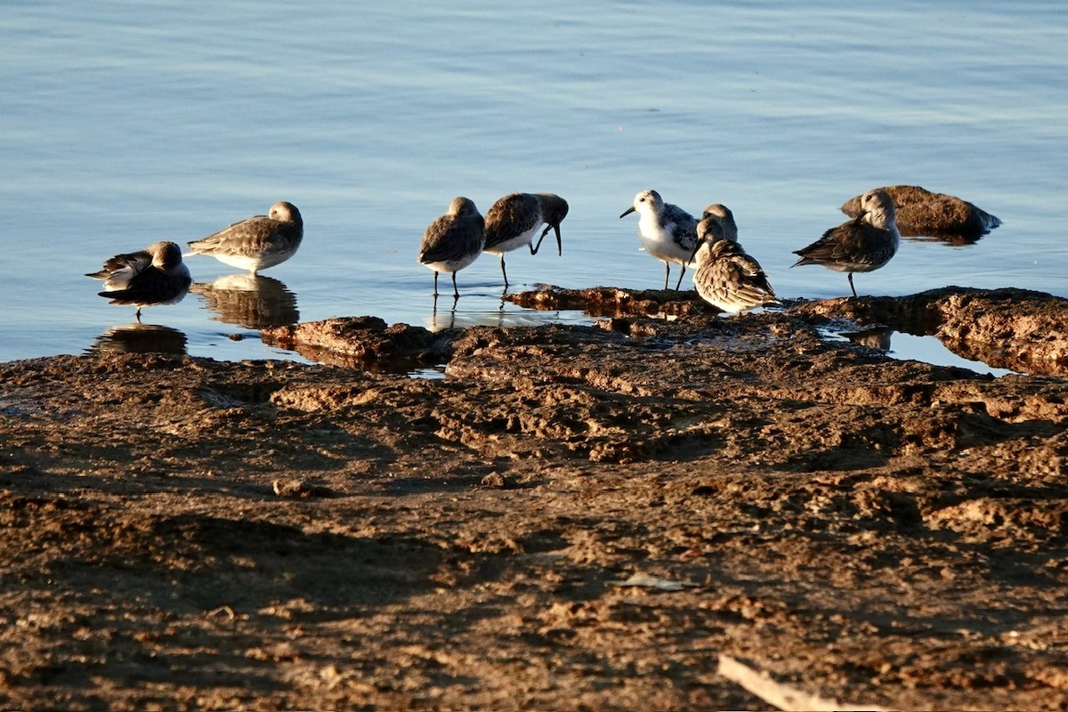 Dunlin - ML610716159