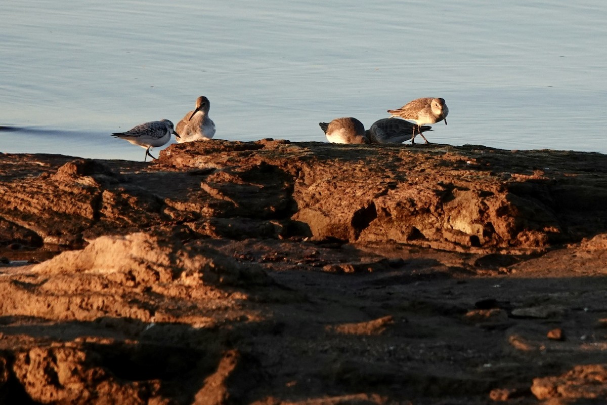 Dunlin - ML610716160