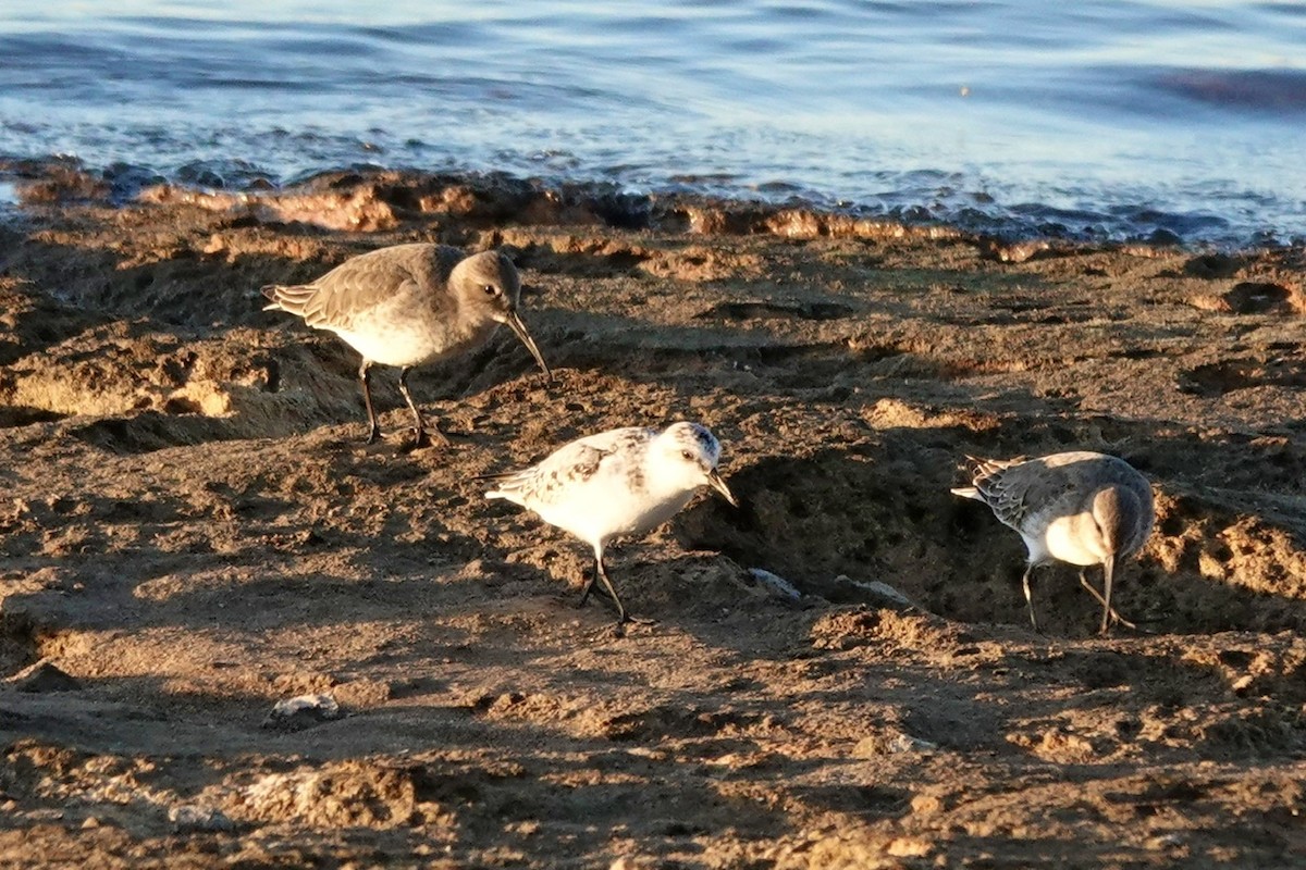 Dunlin - ML610716161