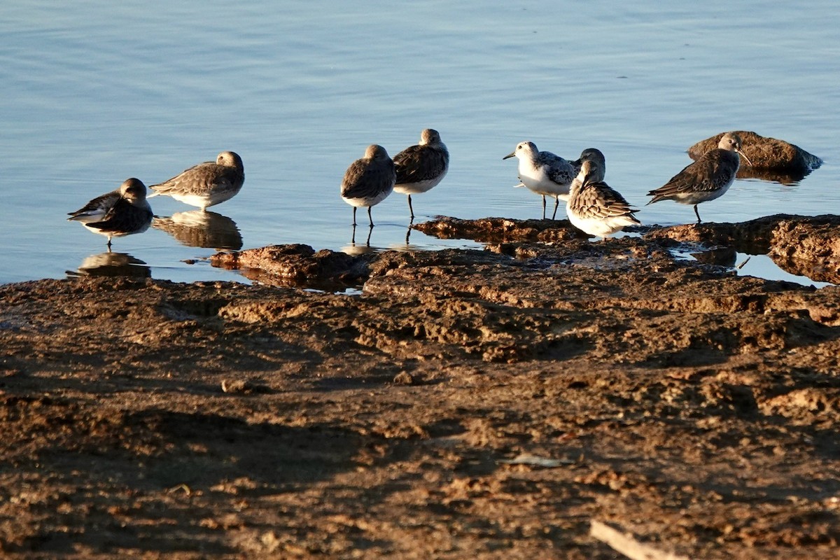 Dunlin - ML610716162