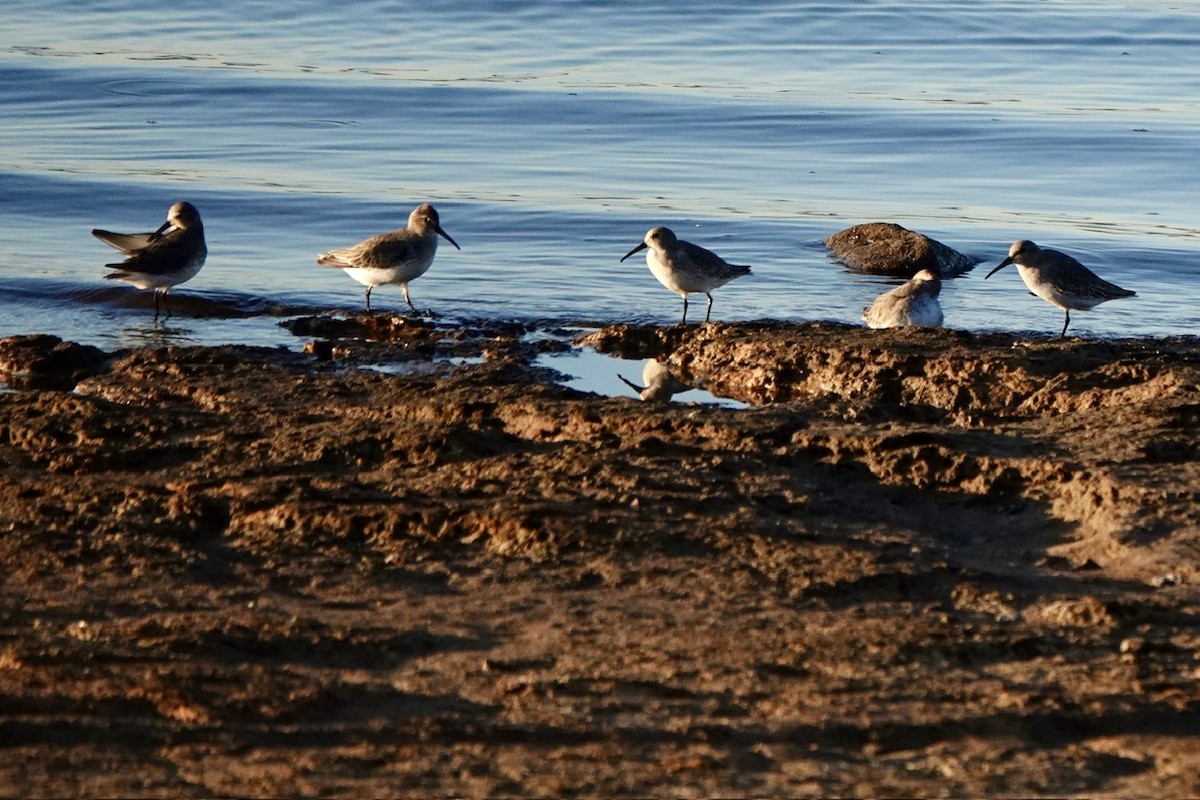 Dunlin - ML610716164