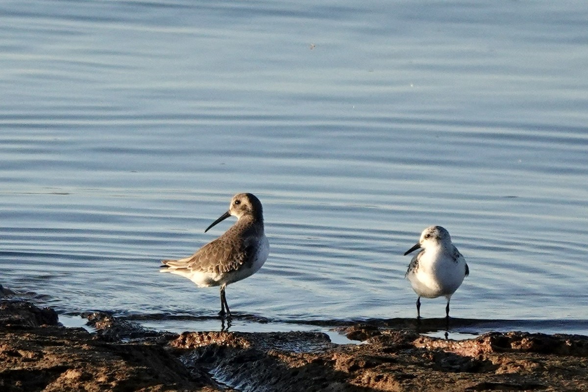 Dunlin - ML610716165