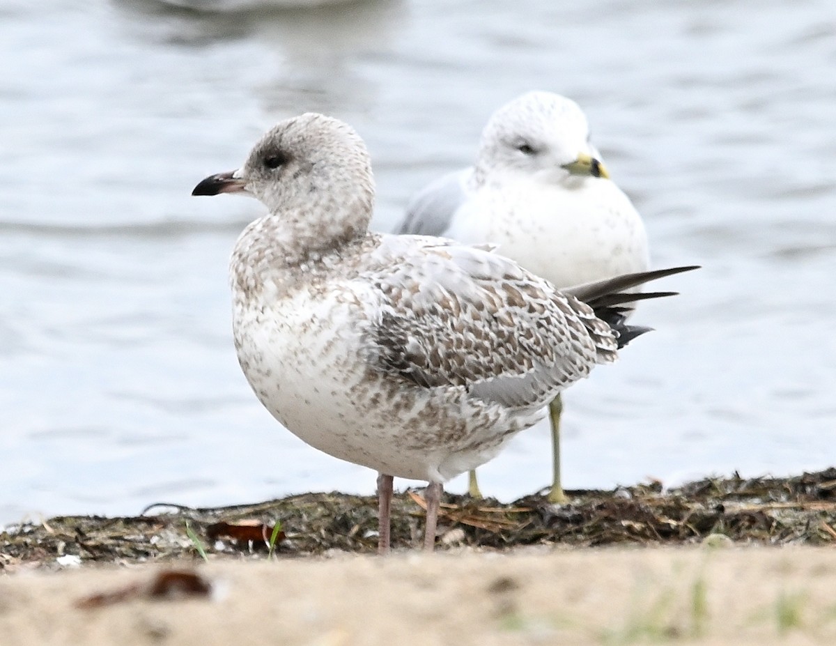 Ring-billed Gull - ML610716220