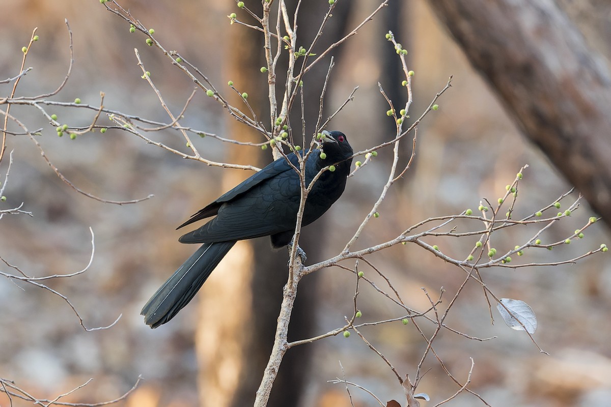 Pacific Koel - ML610716307