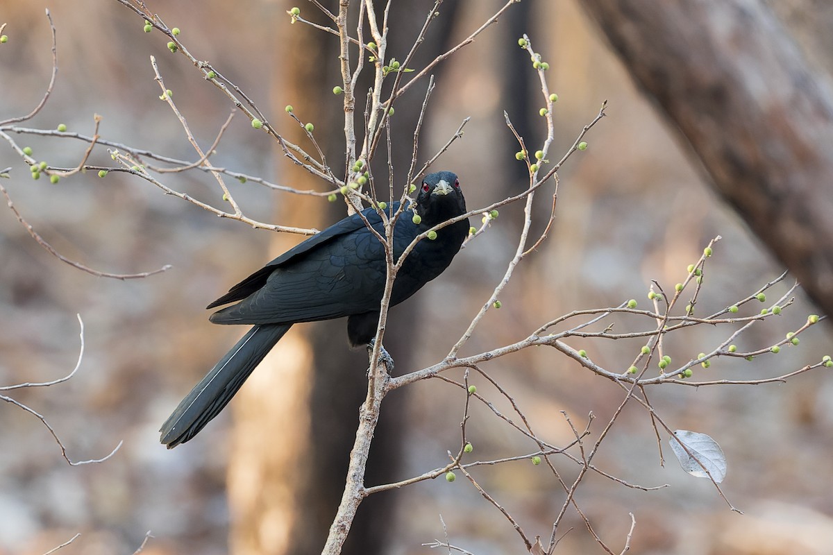 Pacific Koel - ML610716309