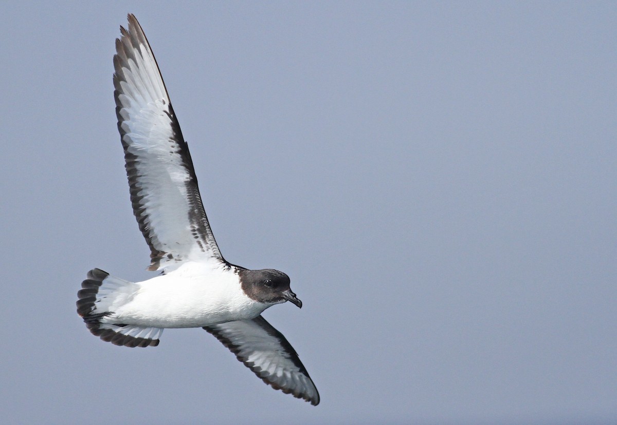 Cape Petrel - ML61071631