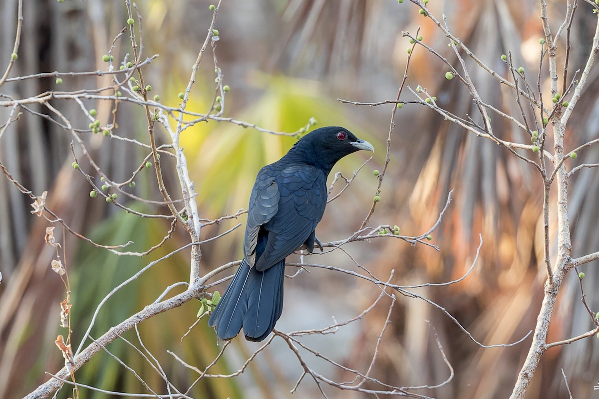 Pacific Koel - Dana Cameron