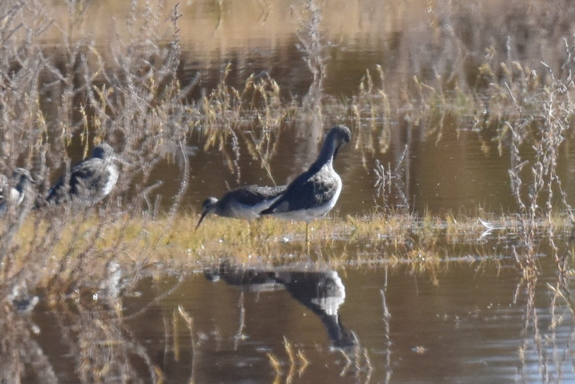 gulbeinsnipe - ML610716394