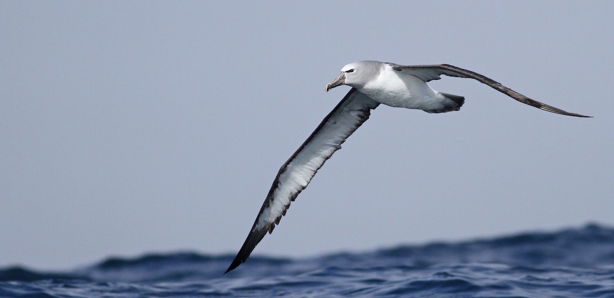 Salvin's Albatross - ML61071641