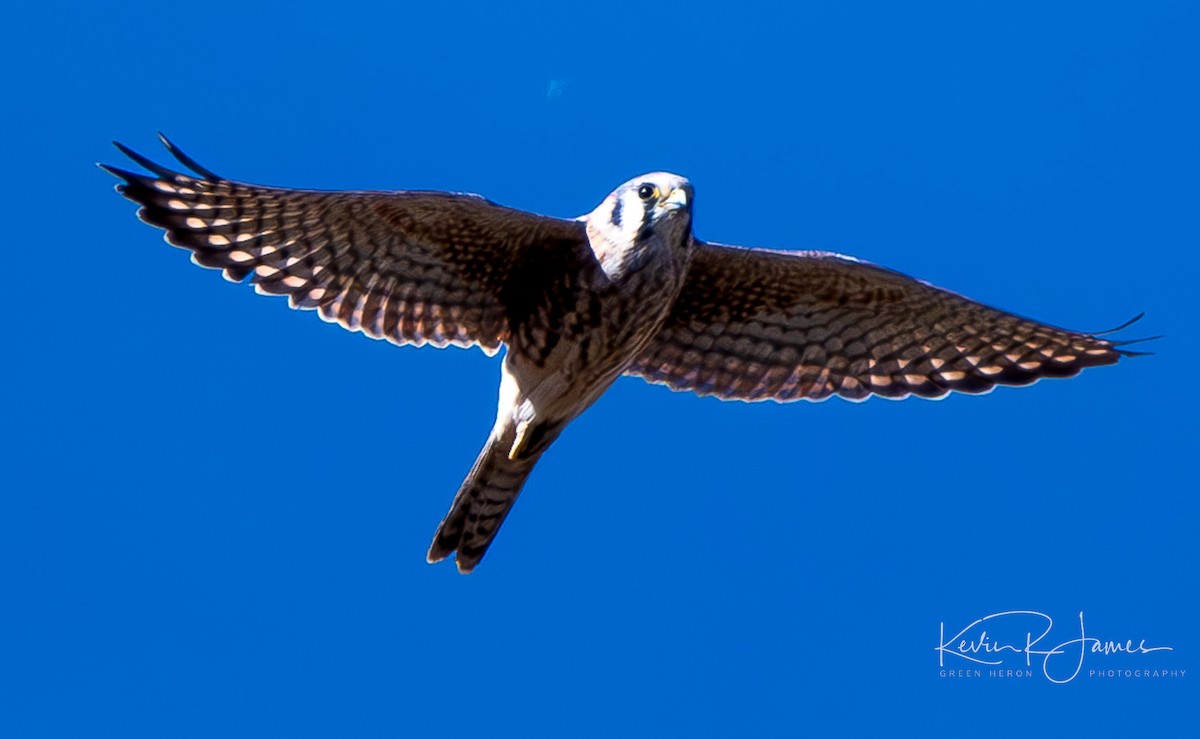 American Kestrel - ML610716428