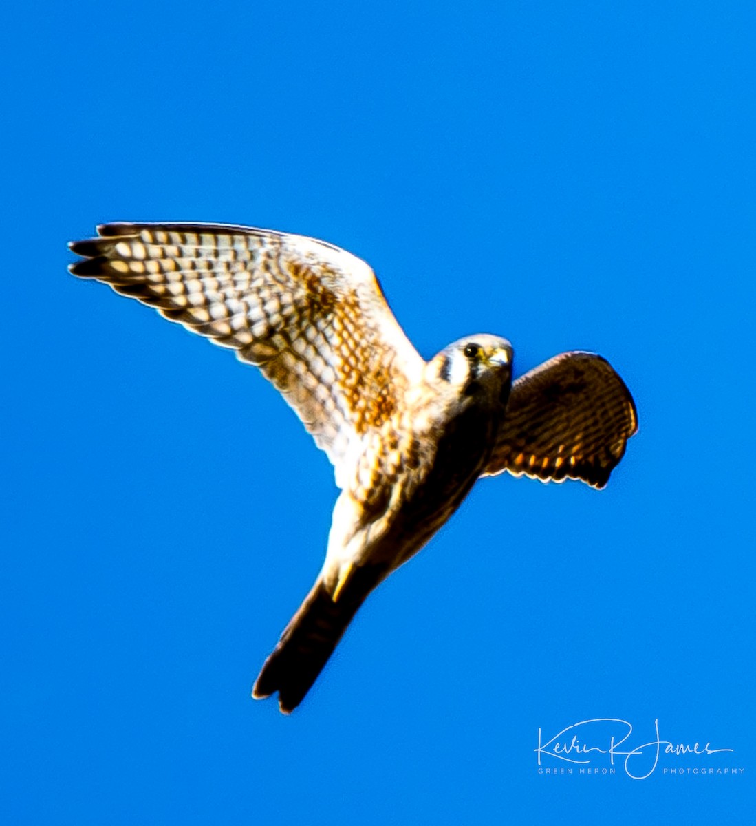 American Kestrel - ML610716429