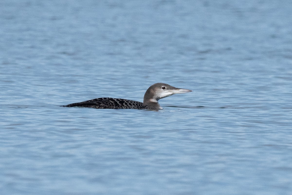 Common Loon - ML610716495