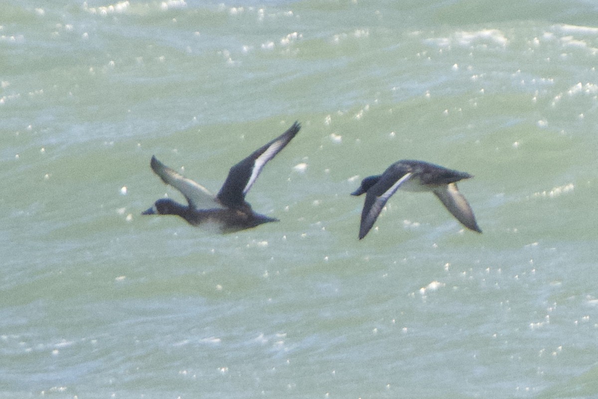 Greater Scaup - ML610716512