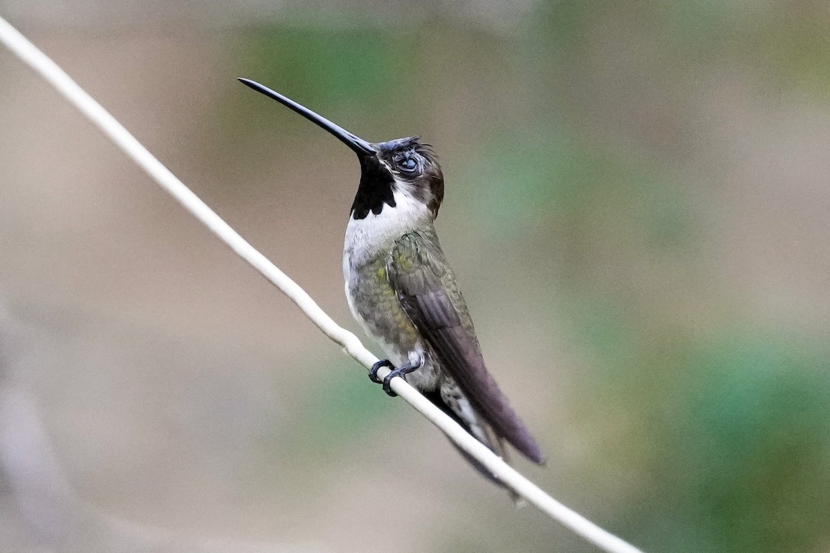 Long-billed Starthroat - ML610716583