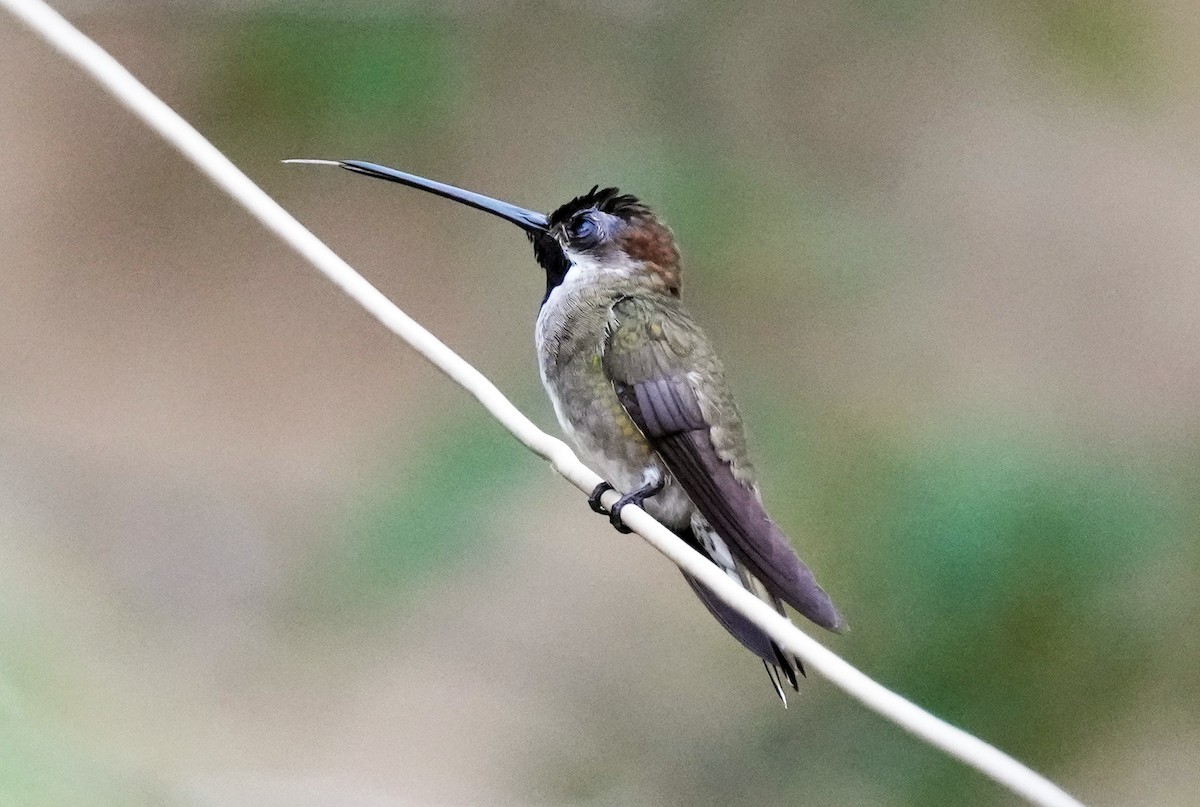 Long-billed Starthroat - ML610716584