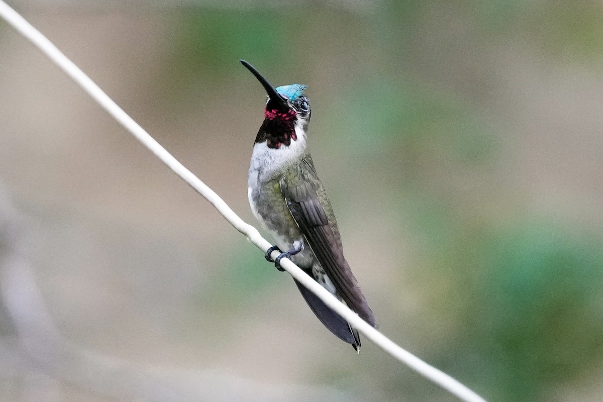 Long-billed Starthroat - ML610716585