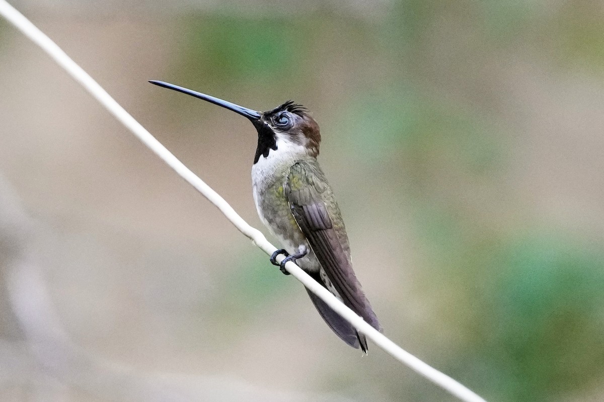 Long-billed Starthroat - ML610716586